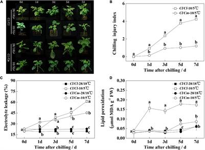 Grafting Watermelon Onto Pumpkin Increases Chilling Tolerance by Up Regulating Arginine Decarboxylase to Increase Putrescine Biosynthesis